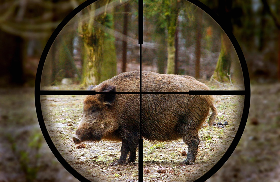 WILD BOAR