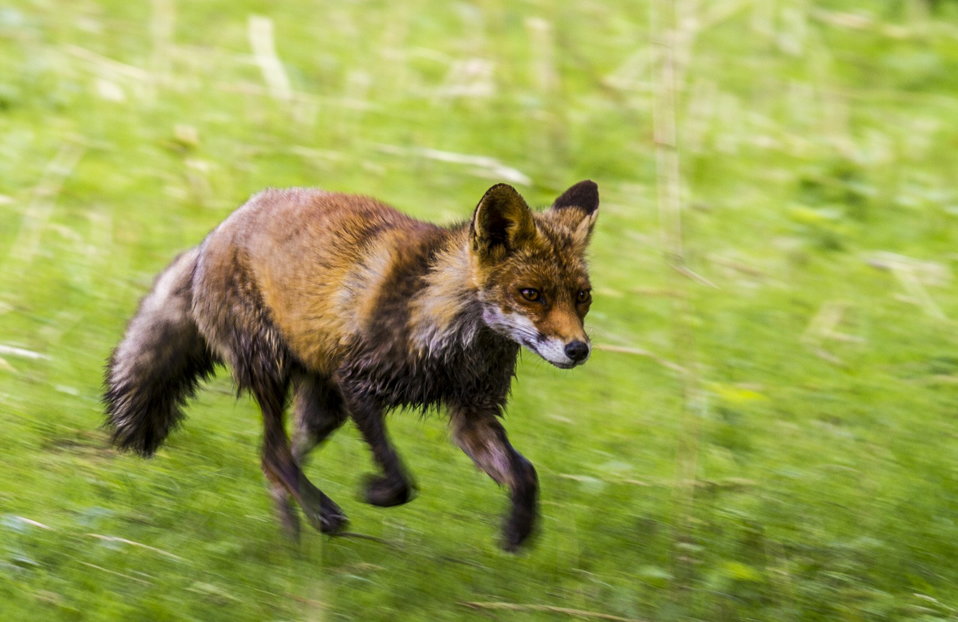 FOX